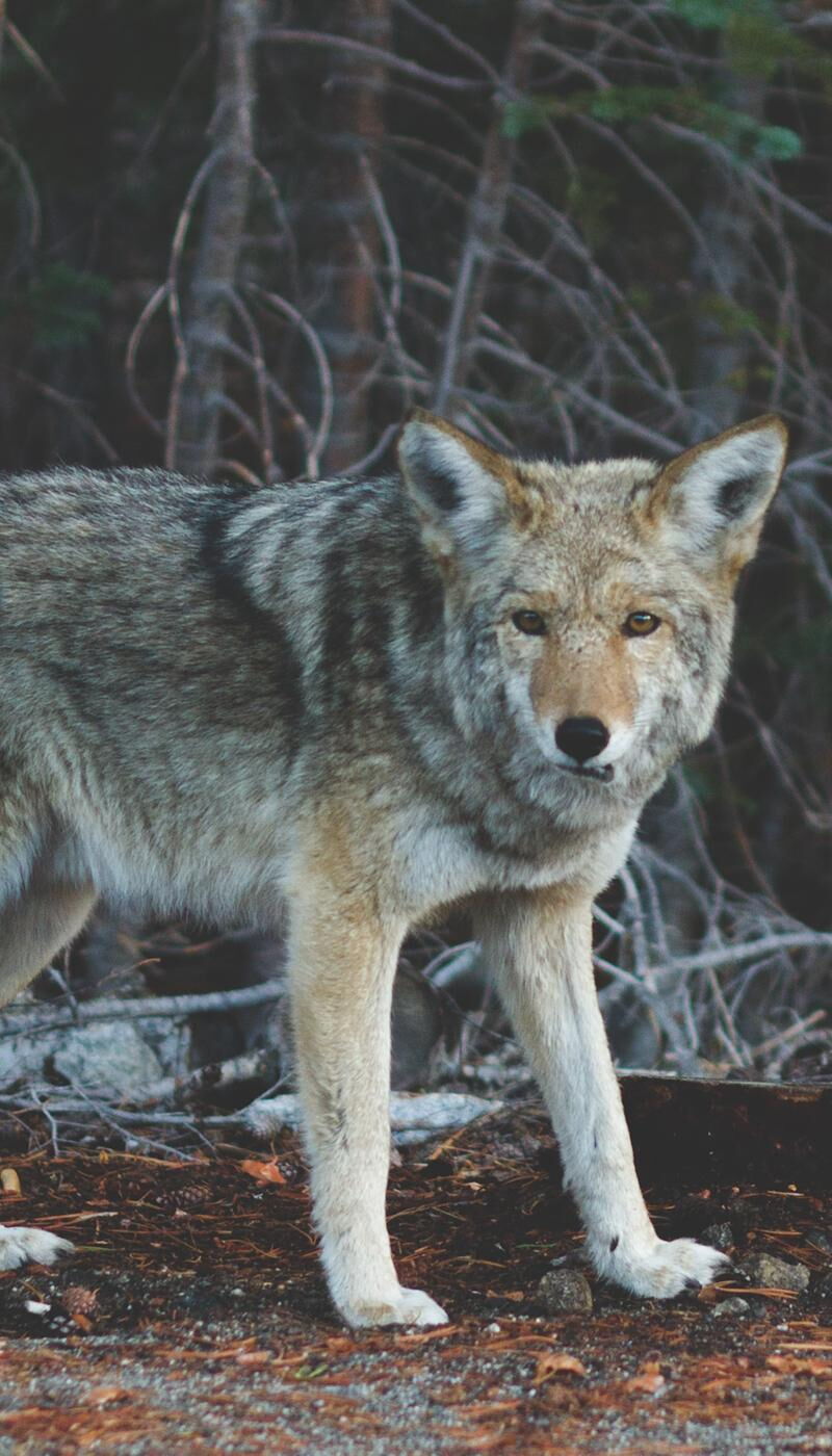 718-800x1400-mr45gr7syt0y3mb